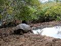 Turtles cool off in the ponds as well as drink2.jpg